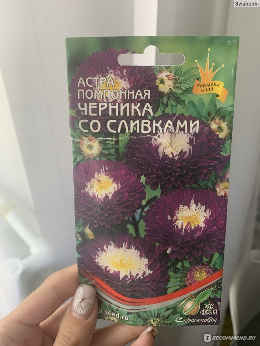 Семена астра помпонная 