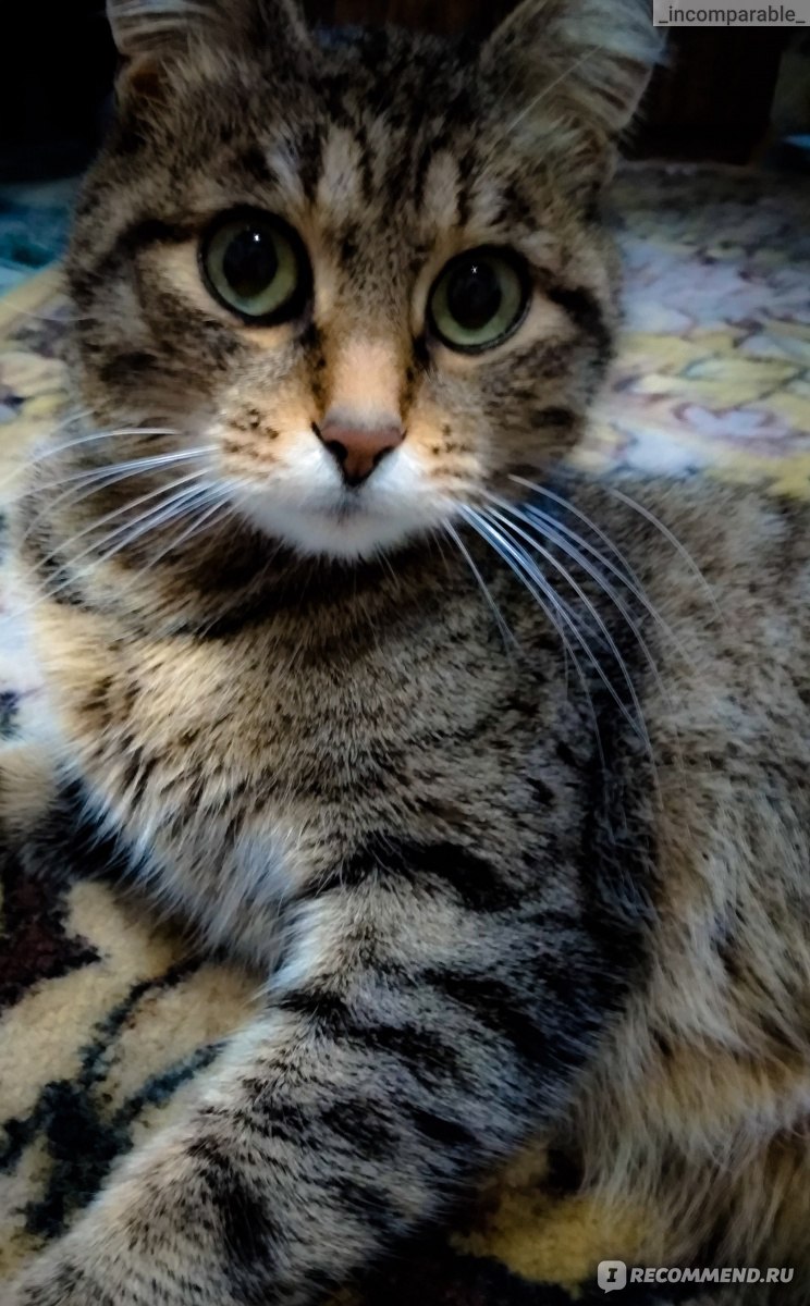 Беспородные кошки и Метисы - «А Ваши кошки умеют делать целовашки? История  кошки Дарьи, которая потерялась, но спустя 2 месяца нашла свой дом!» |  отзывы