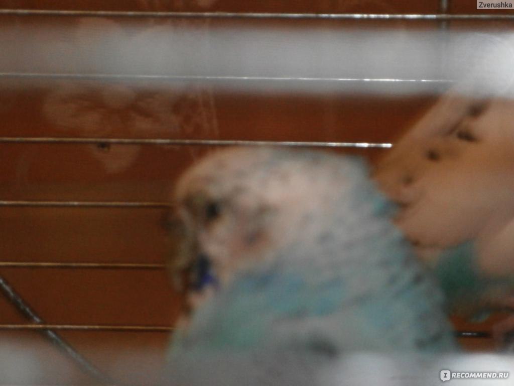 Паразиты у попугаев: виды и способы лечения