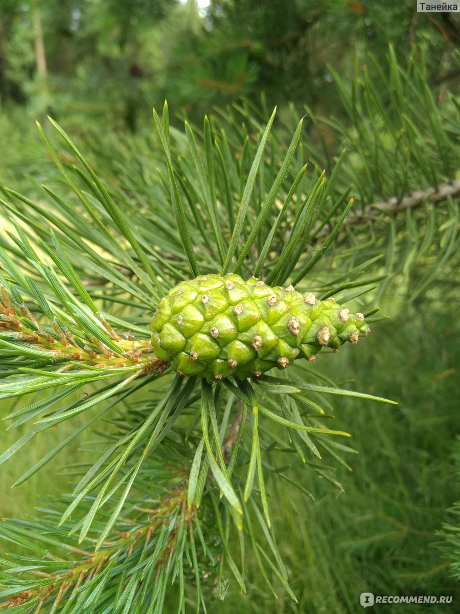 Народное средство Варенье из сосновых шишек - «Варенье из сосновых шишек!  🌲 Когда собирать, как варить?! Поднимаем иммунитет и настроение!))» |  отзывы