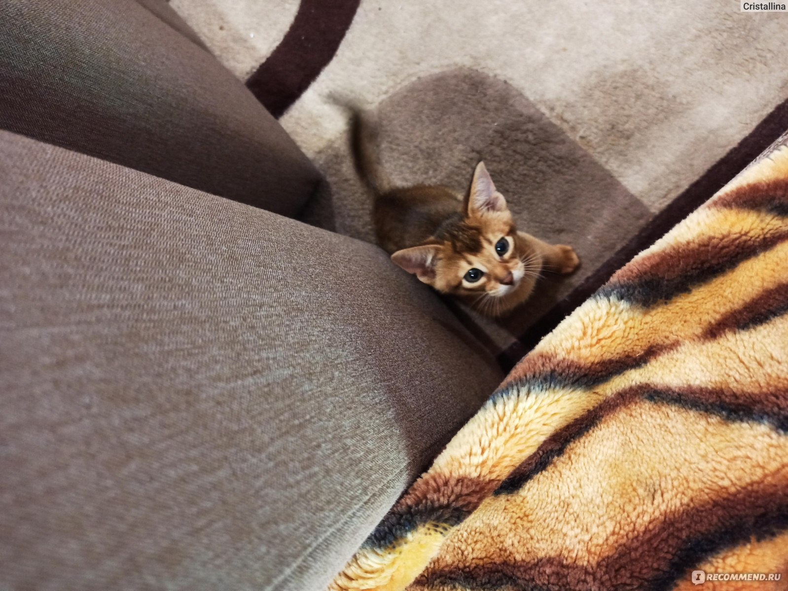 Кошка не ест и прячется под диван