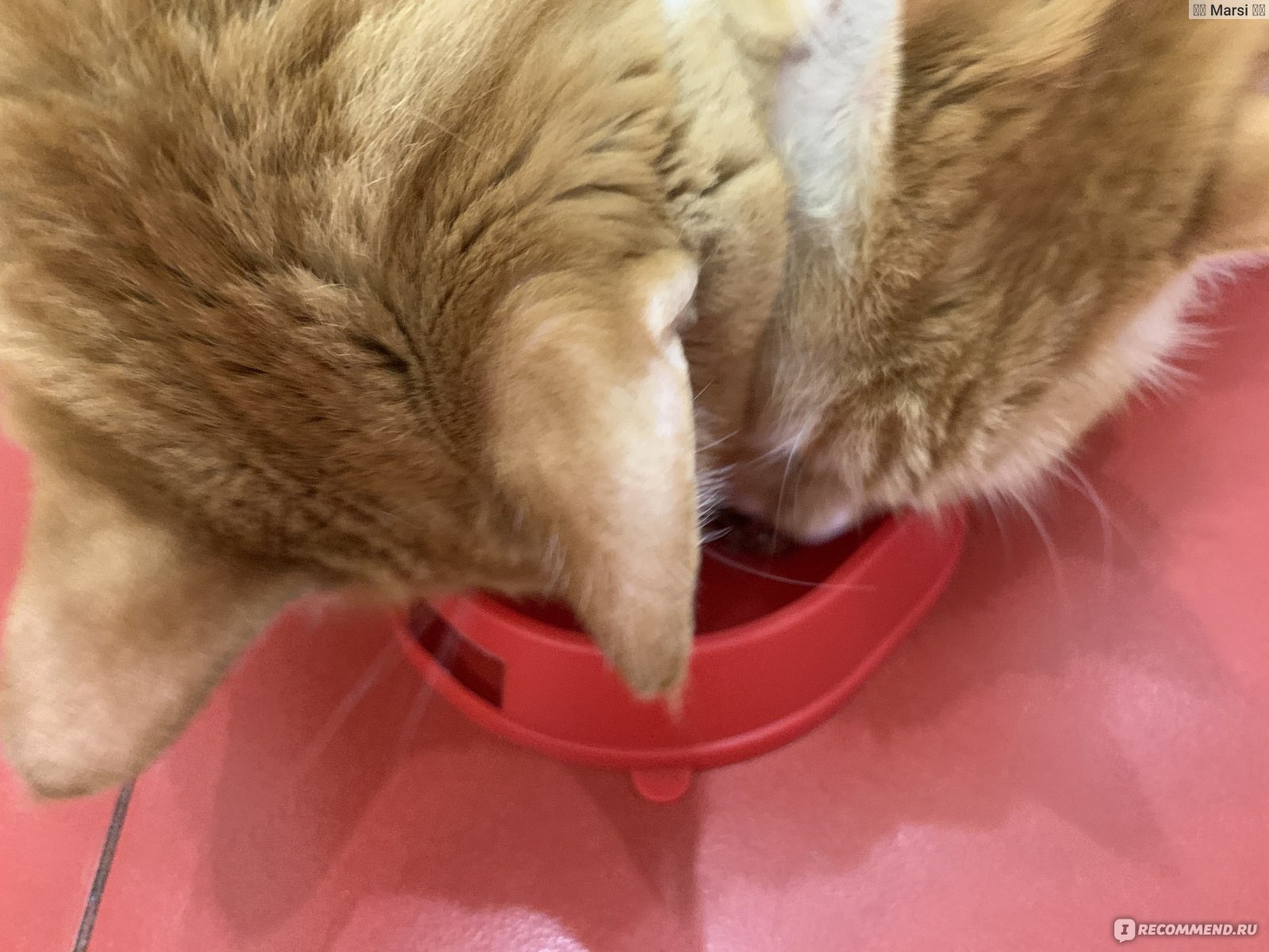 Влажный корм для стерилизованных кошек Grandin Holistic Кусочки с ягненком в соусе без злаков фото