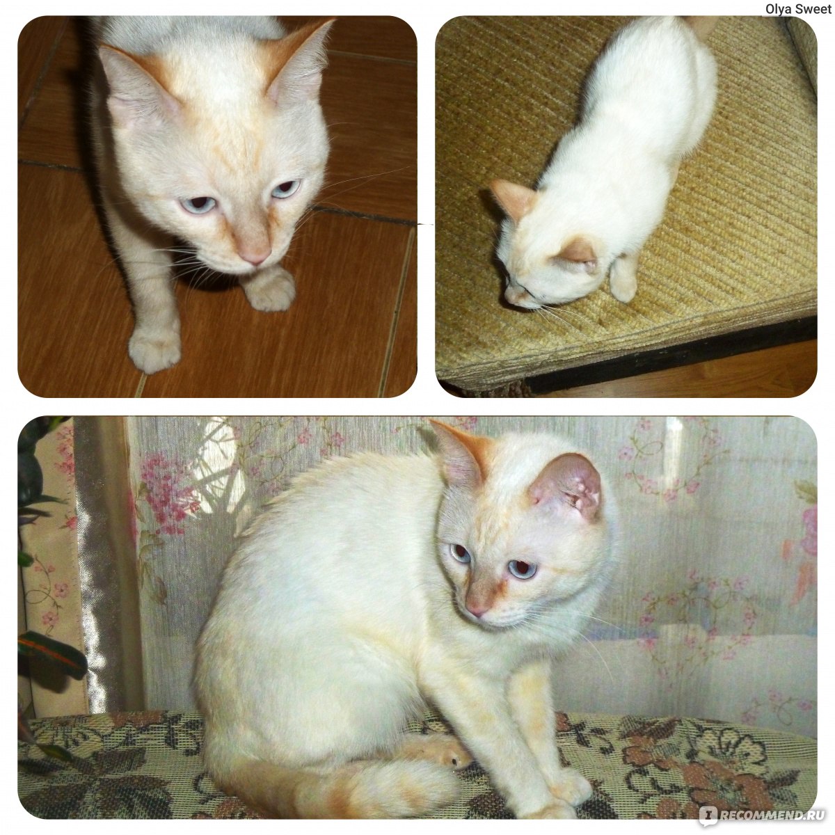 Тайская кошка - «Мои впечатления от знакомства с тайским котом 🐾 Как он  поладил с кошкой другой породы 🐱🐱» | отзывы