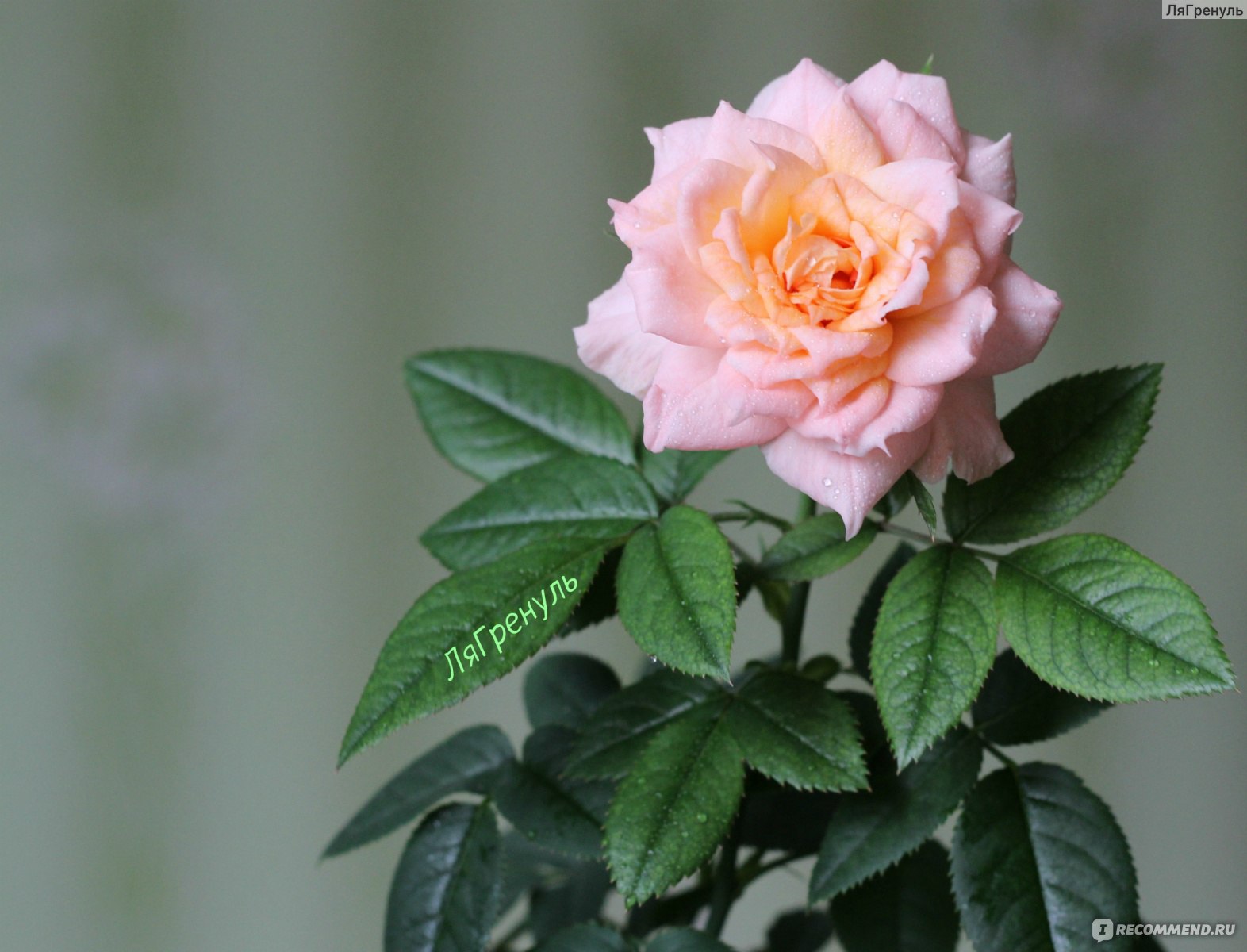 Роза Кордана - «Вам подарили розу в горшочке, и не знаете, что с нейделать?! Расскажу свои секреты по выращиванию роз»