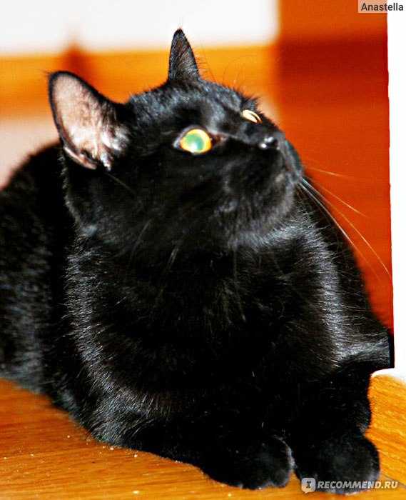 Бразильская короткошерстная кошка - «Бразильский котенок по имени Мультик»  | отзывы
