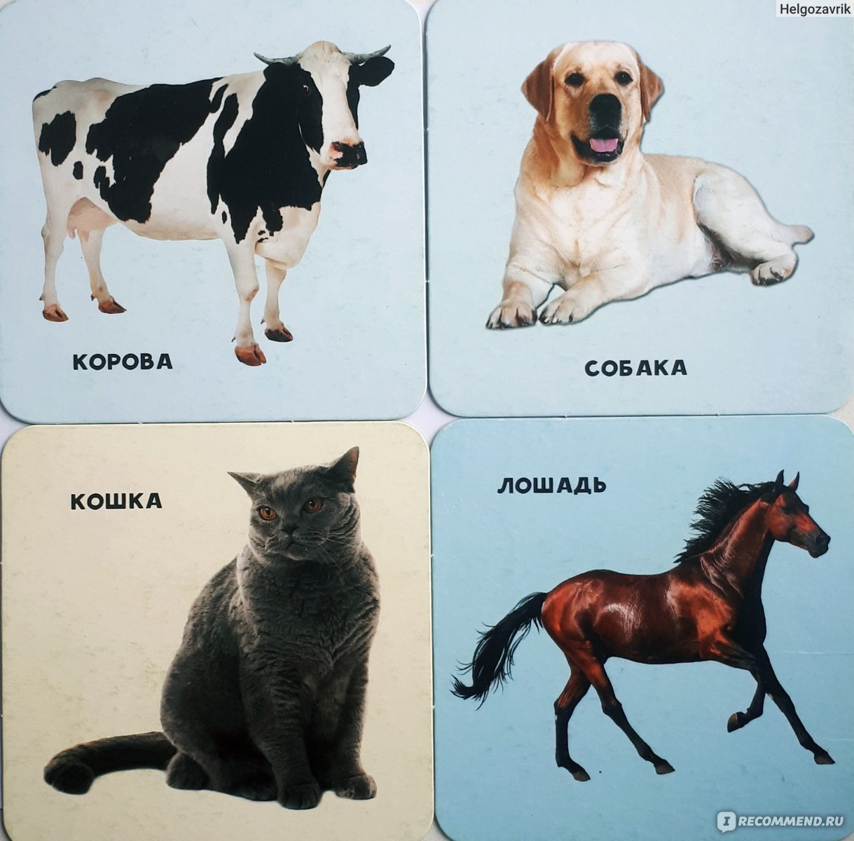 Картинки детеныши животных для детей: фотографии и игры на тему «Дети животных»