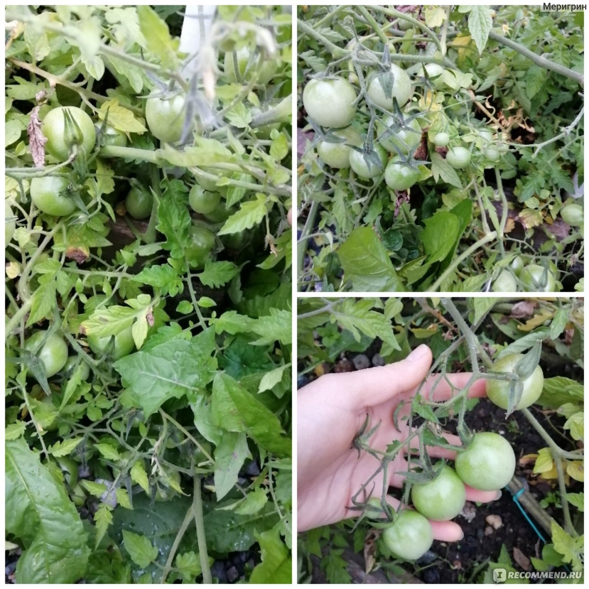 Аэлита томат белая вишня