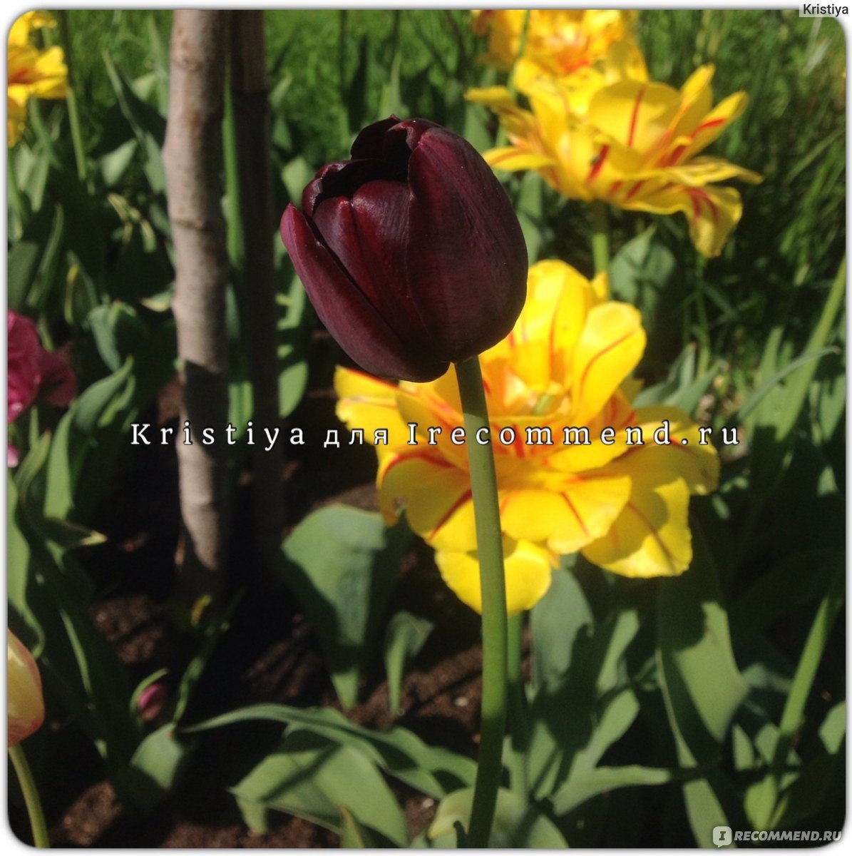 Тюльпан Триумф Чёрный (Tulipa Triumph Black) - «Чёрный тюльпан - совсем  простой, но такой элегантный!» | отзывы