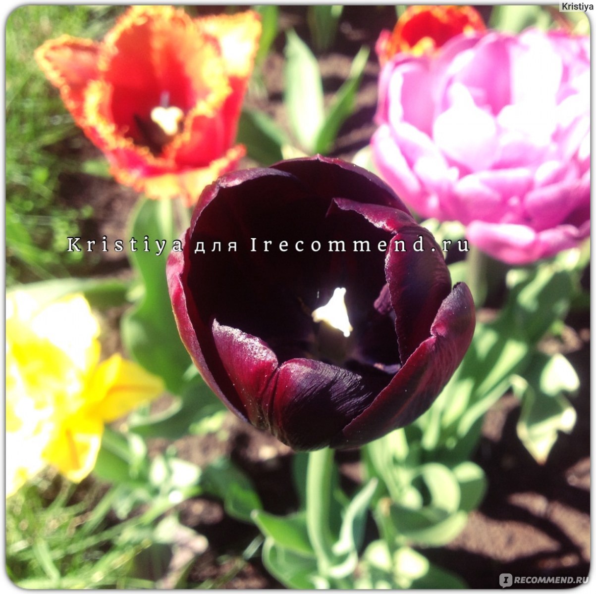 Тюльпан Триумф Чёрный (Tulipa Triumph Black) - «Чёрный тюльпан - совсем  простой, но такой элегантный!» | отзывы