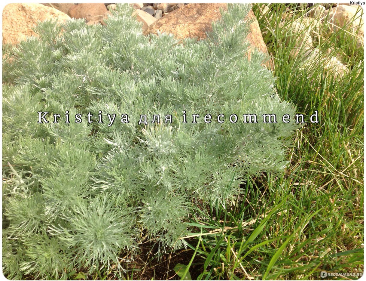 Полынь Шмидта Artemisia schmidtiana