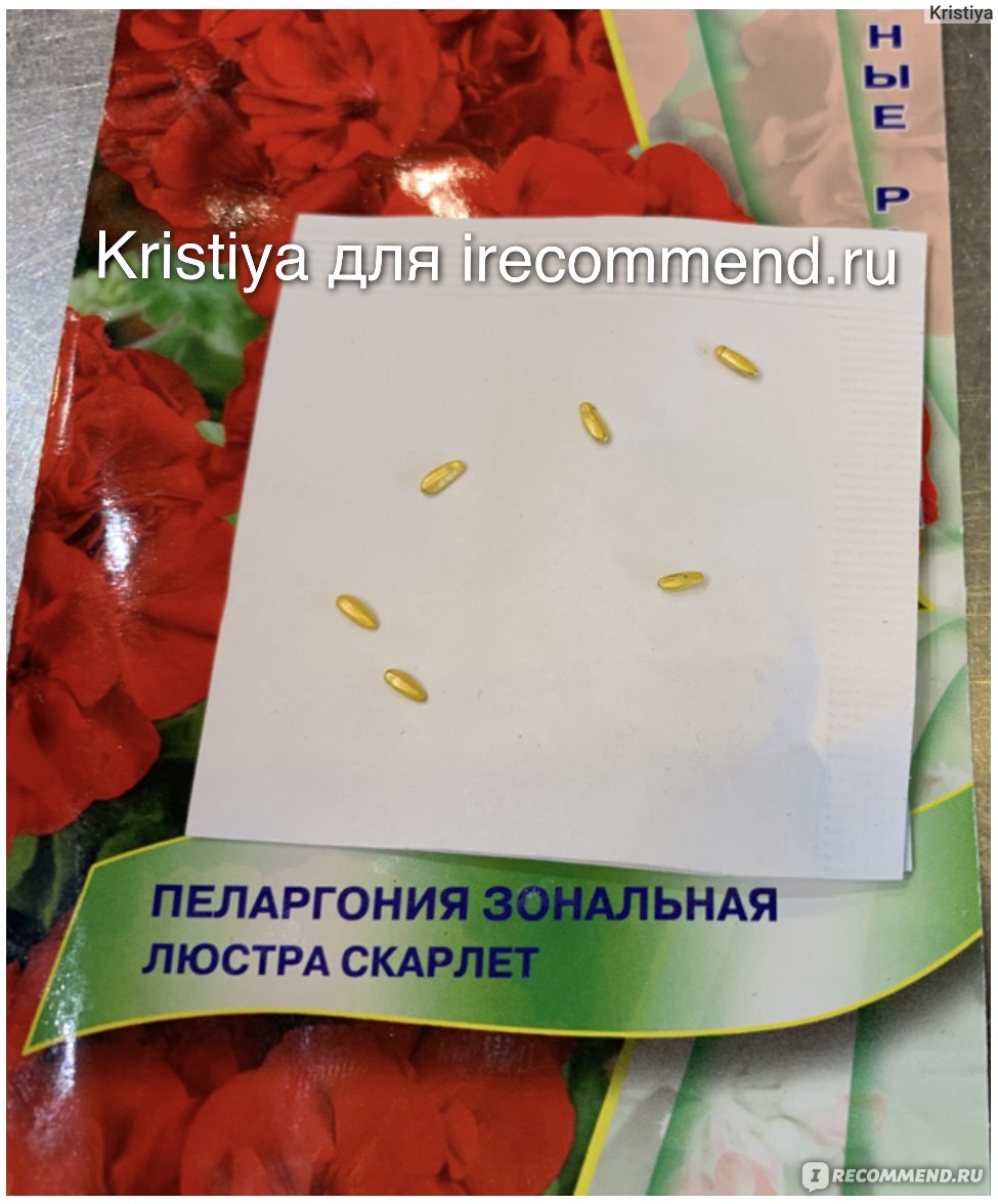 Семена Пеларгония зональная люстра Скарлет Агрофирма Поиск - «Как вырастить  герань из семян? Очень просто и совсем не хлопотно. Но вот сами семена,  оказались не те за кого себя выдавали...» | отзывы