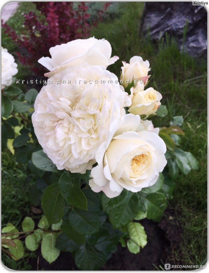 Роза Английская Транквилити (Tranquillity English Rose) Девид Остин (David  Austin) - «Идеальная блондинка от Дэвида Остина. Если вы любите английские  розы и подыскиваете красотку белого цвета, лучше этой розы вам не найти. » |