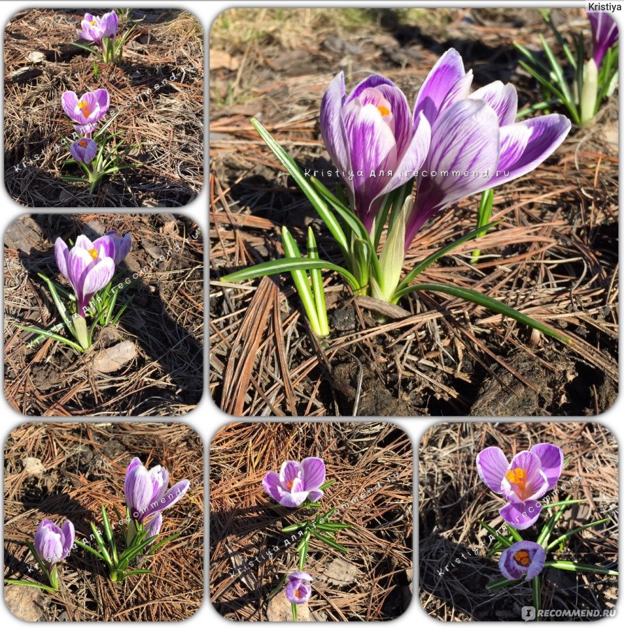 Крокус крупноцветковый Кинг оф Страйпед (Crocus King of Striped) - «Кинг оф  Страйпед (King of Striped) - настоящий Король полосатых крокусов! Самый  красивый крокус из всех что у меня есть. Его сетчатые