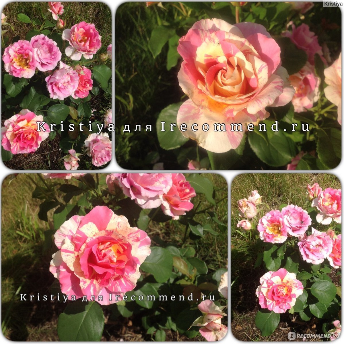 Maler-Rose Claude Monet роза