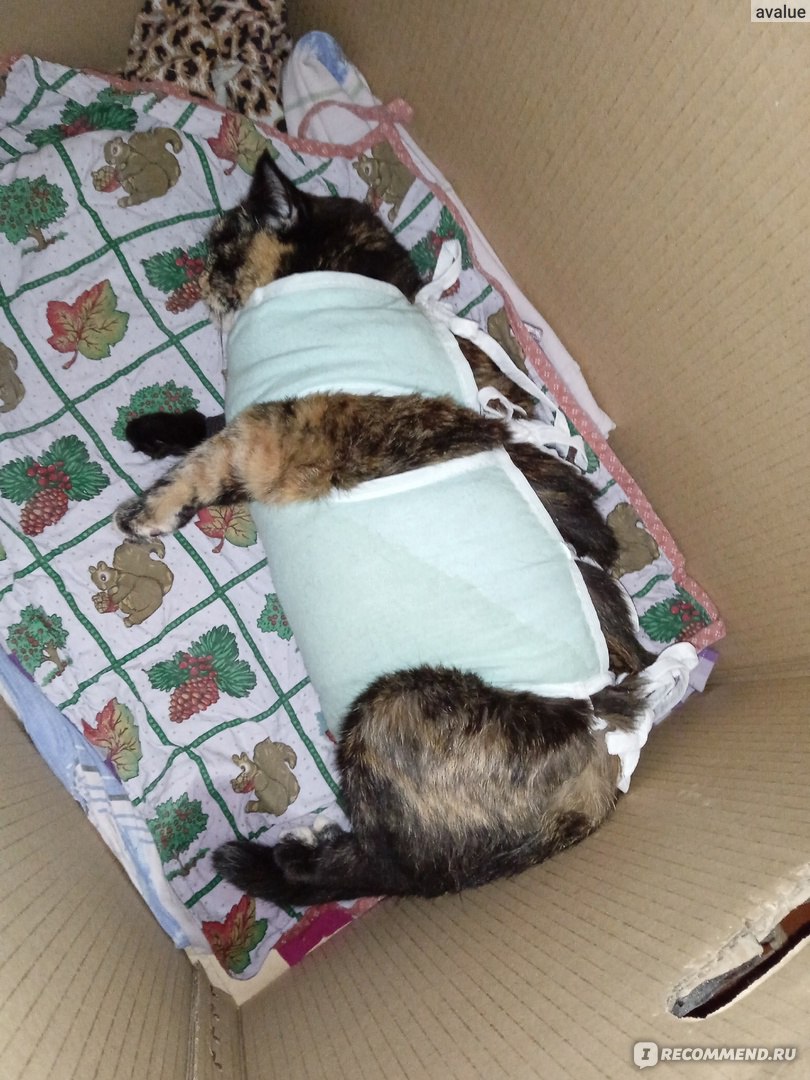 Стерилизация и кастрация кошек - «Взрослая кошка 10 лет с гнойным  воспалением матки (пиометра), экстренная овариогистерэктомия, опухшая лапка  после катетера, сложная реабилитация» | отзывы