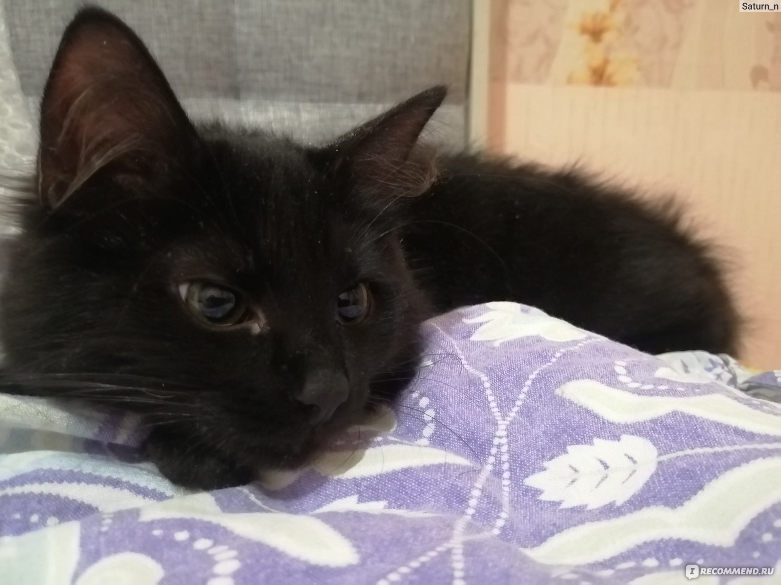 Беспородные кошки фото чёрно белье