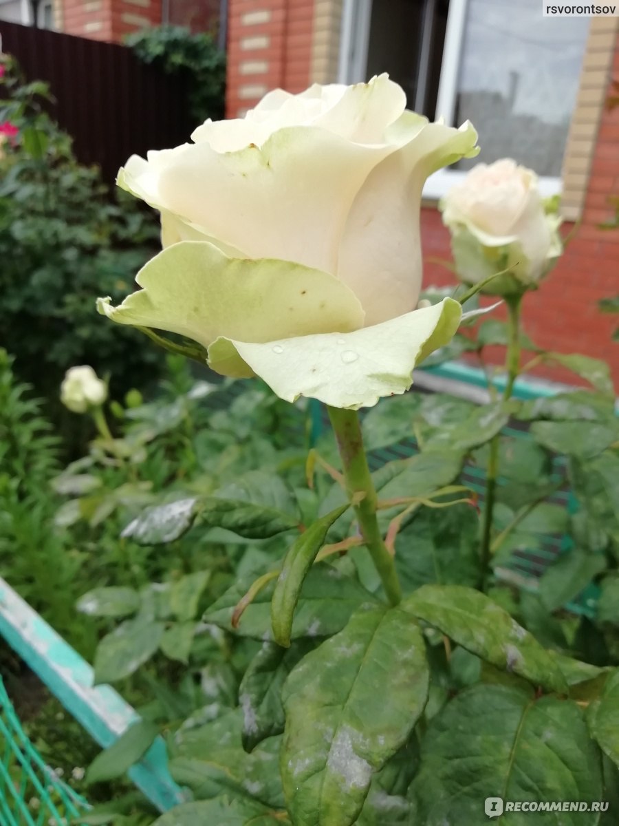 Роза чайно-гибридная дансинг