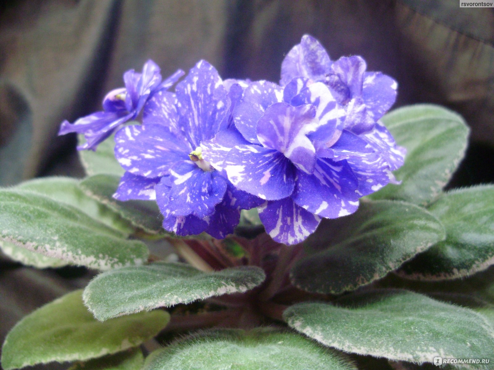 Funambule African Violet Flower | African violets, Beautiful flowers pictures, Flowers