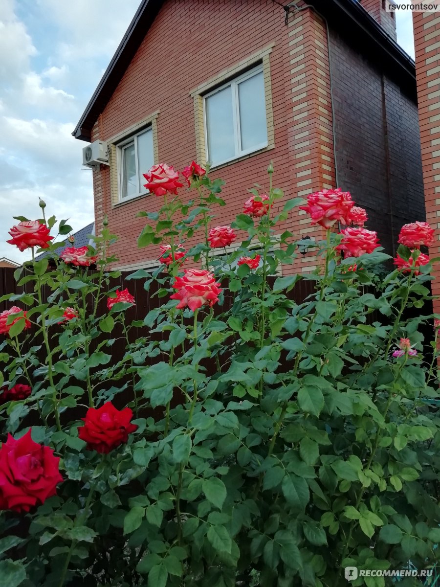 Куст роза Императрица