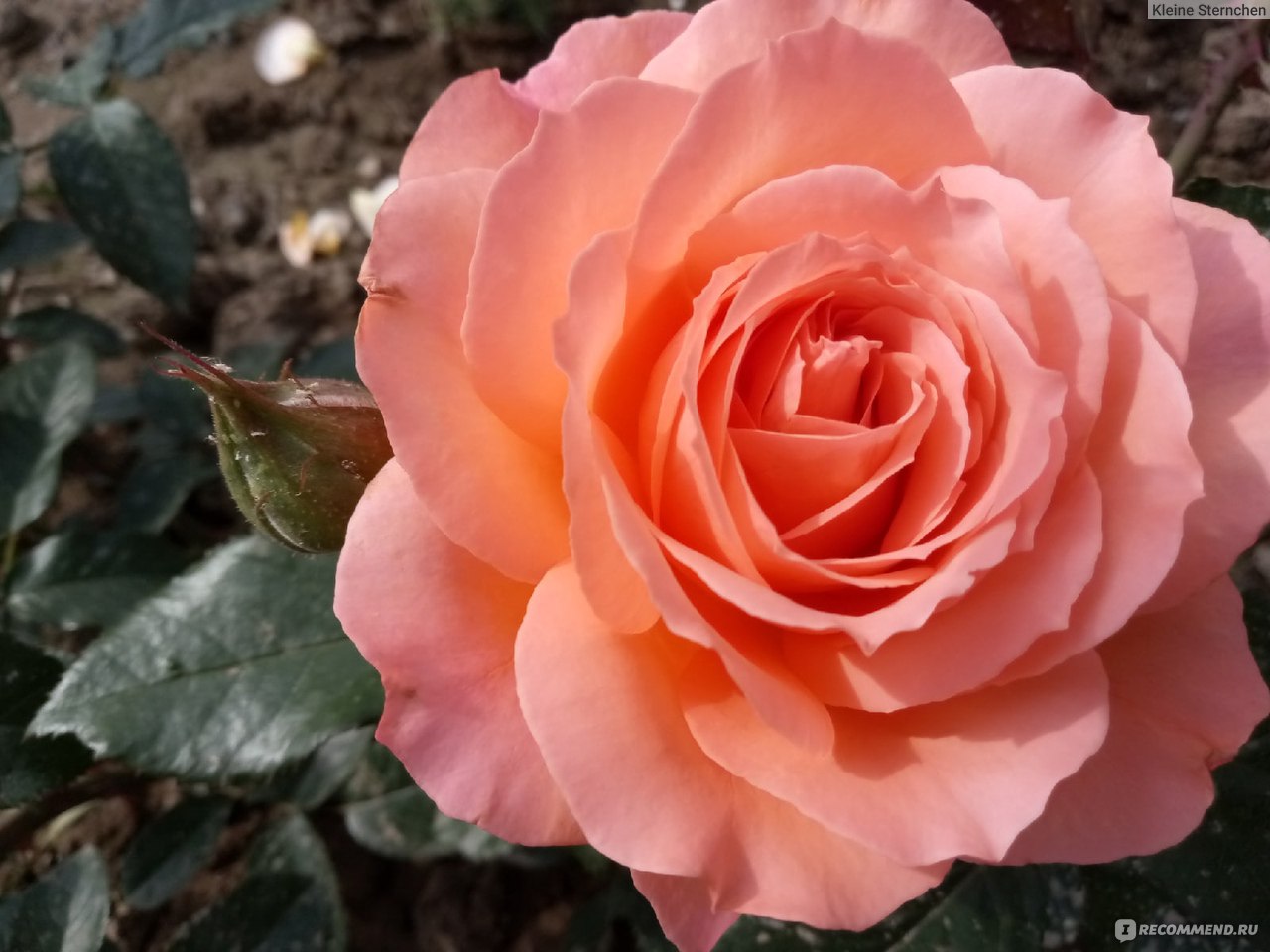 Цветы роза Бельведер