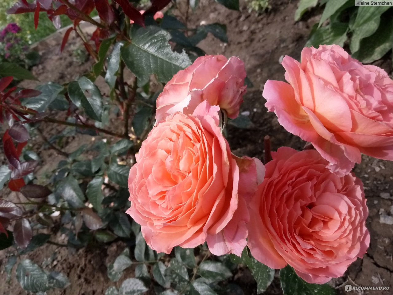 роза бельведер фото