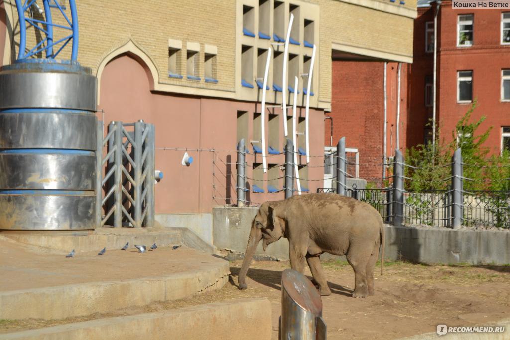 Зоопарк в москве на баррикадной фото