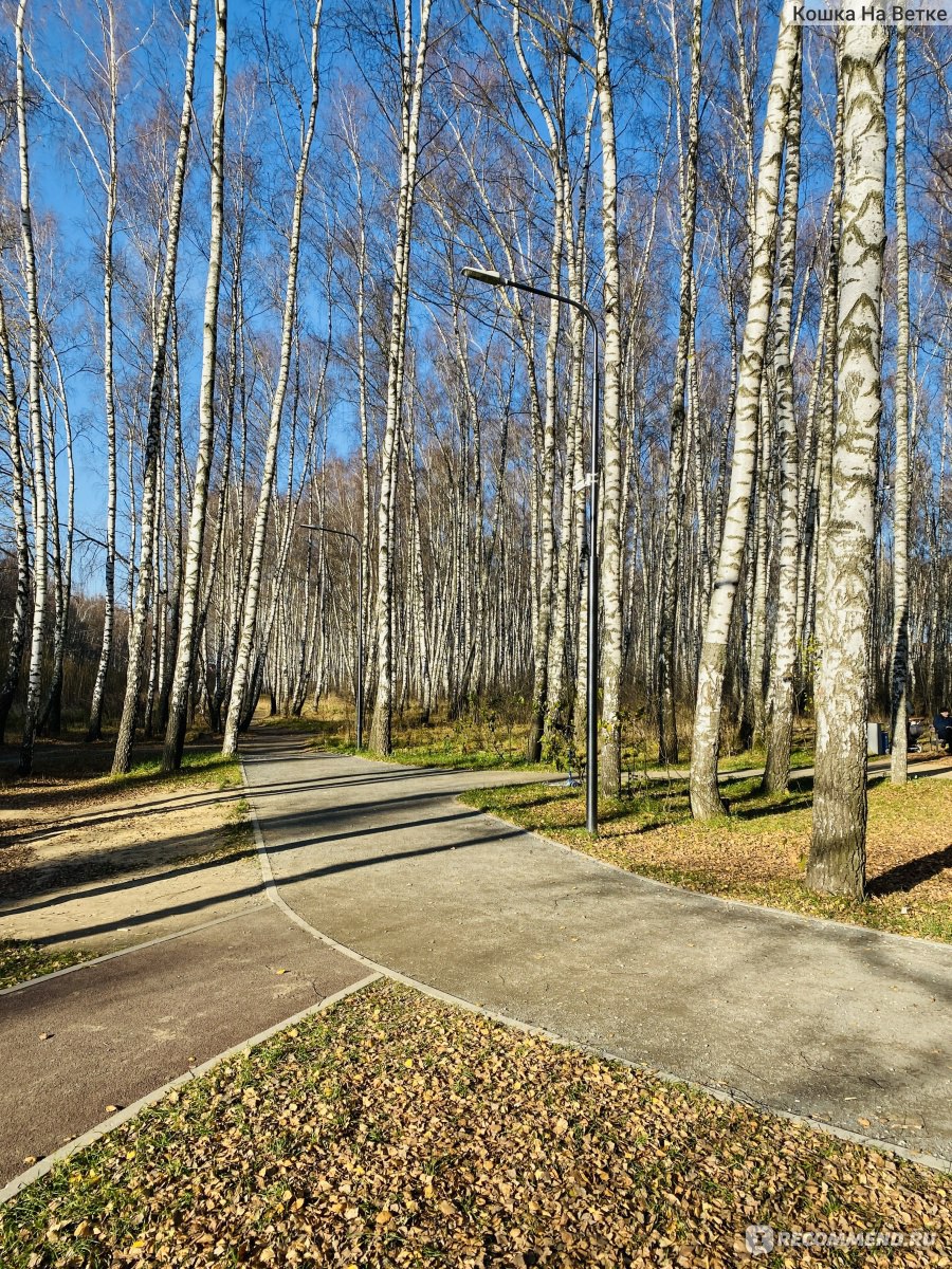 Лесопарк городской лес Домодедово
