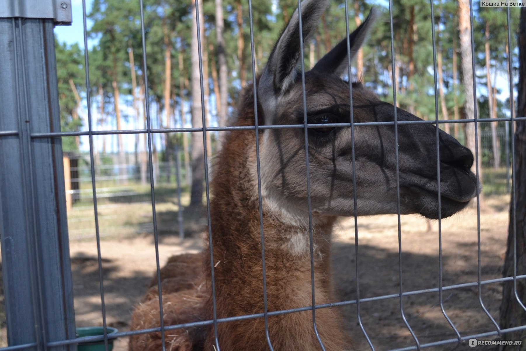 Воронежский зоопарк воронеж