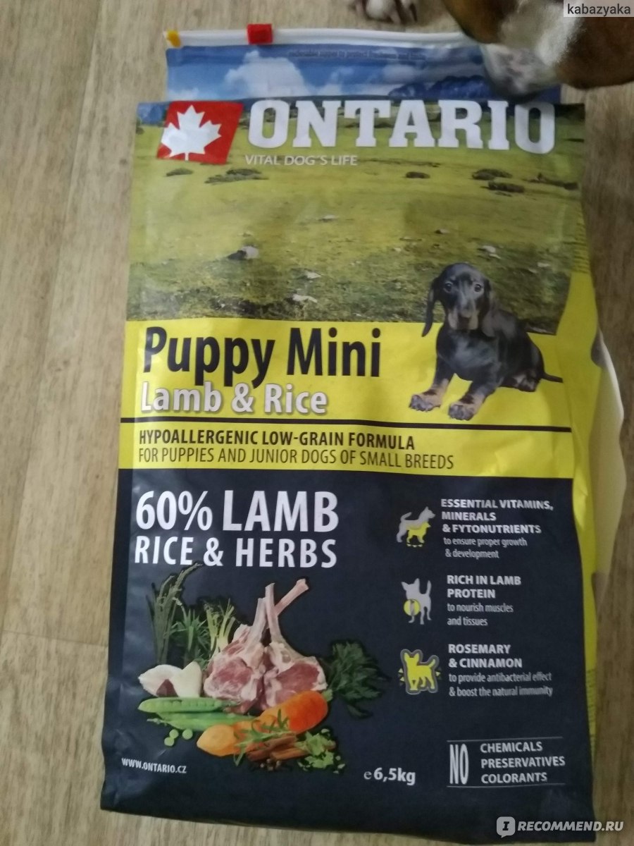 Ontario puppy mini lamb and clearance rice