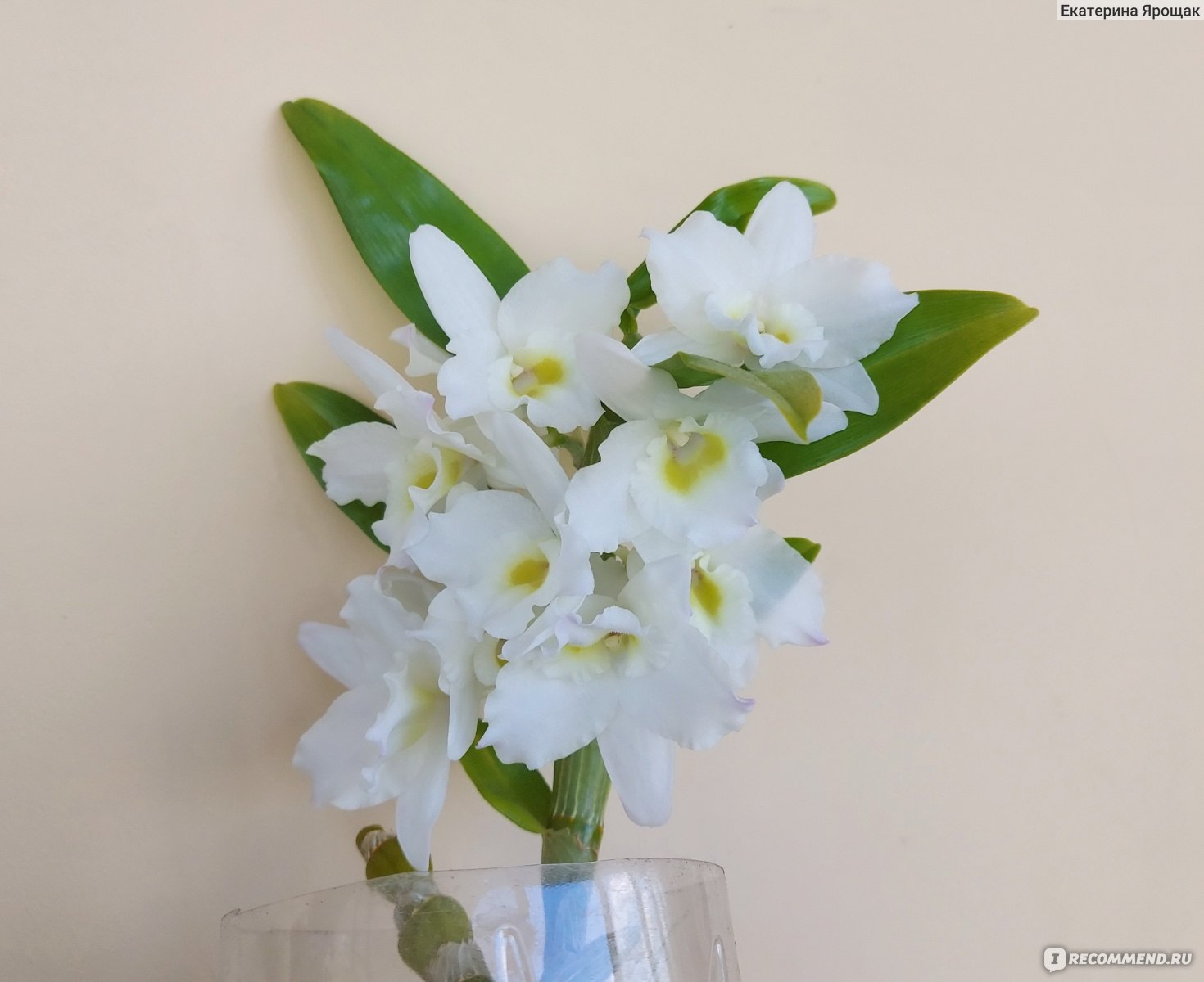 Орхидея Дендробиум: описание вида, посадка, уход и размножение в домашних условиях, фото