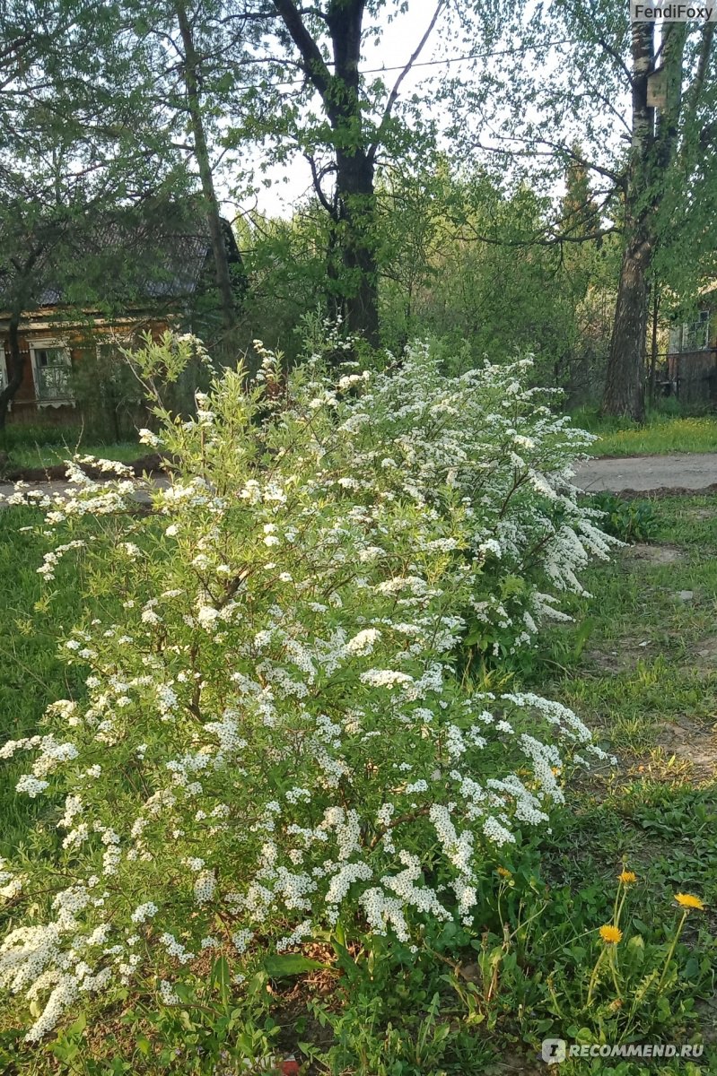 Спирея белая невеста фото и описание