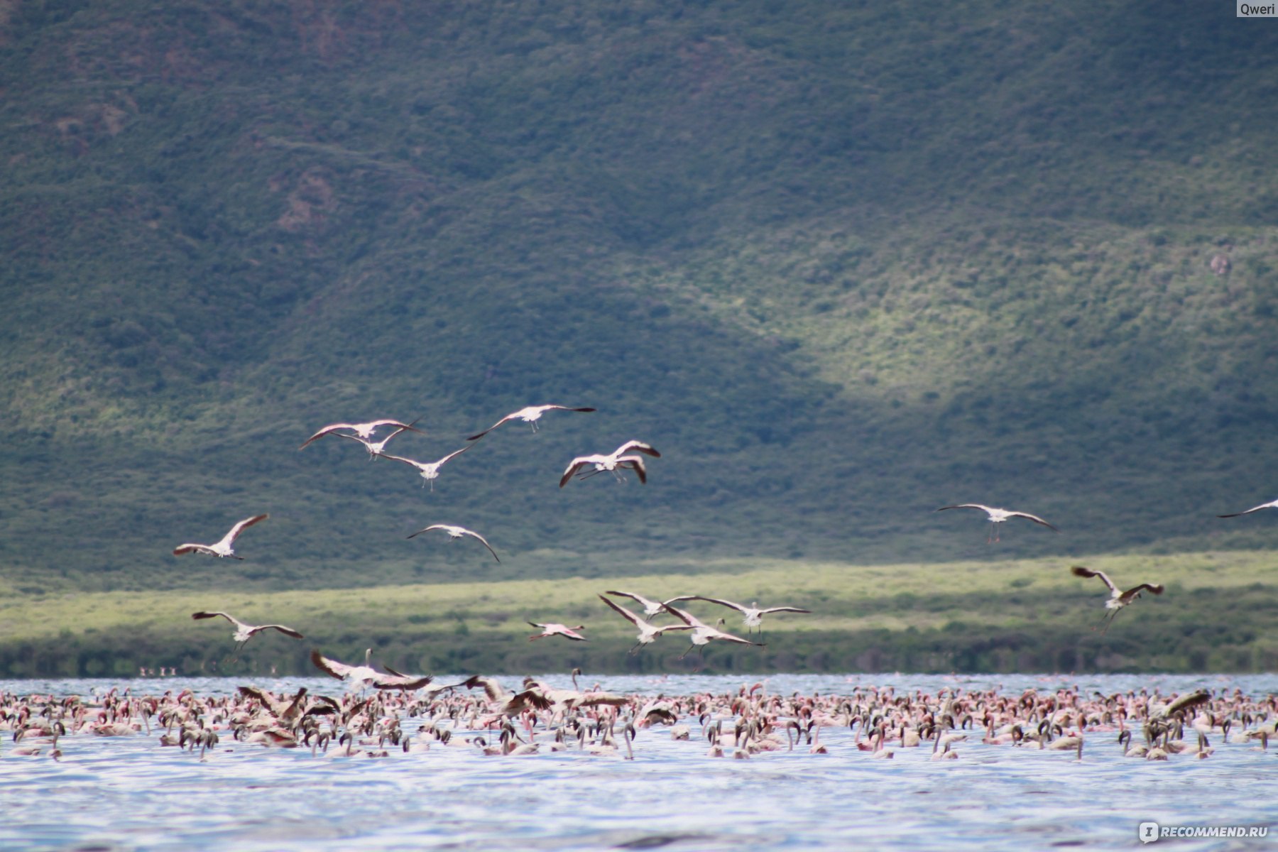 Место, где можно увидеть около 2 миллионов Фламинго: озеро Богория