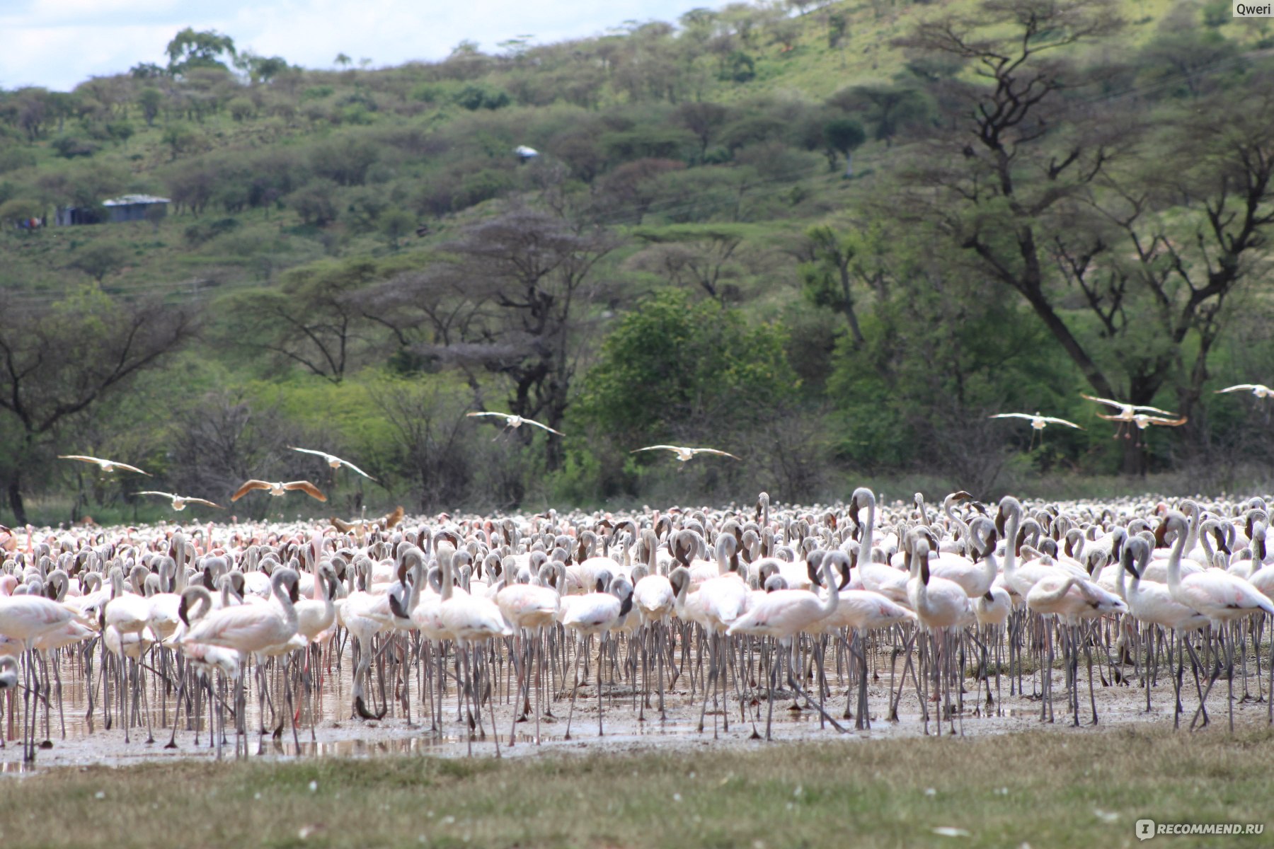 Место, где можно увидеть около 2 миллионов Фламинго: озеро Богория