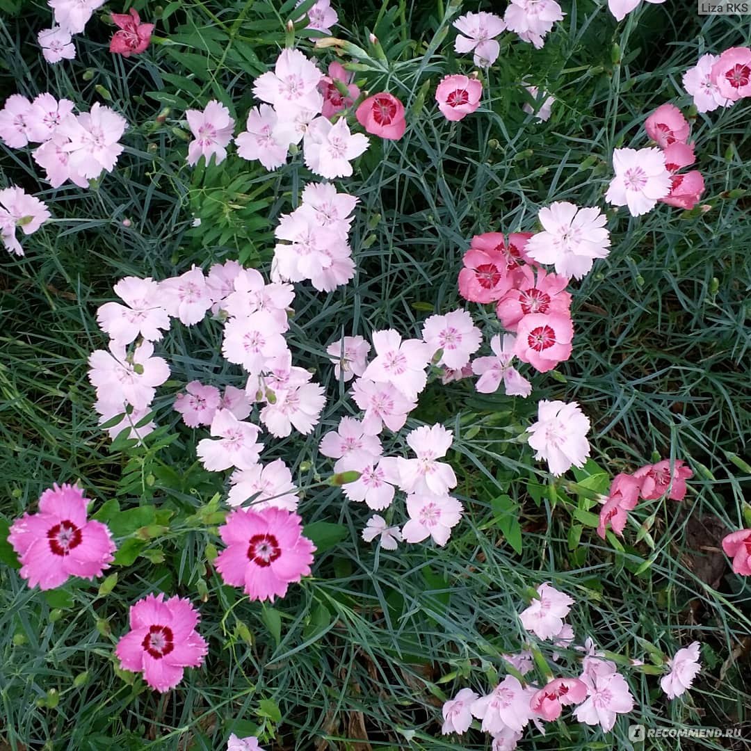 Турецкая гвоздика ( Dianthus barbatus) - «Взошла когда ее не ждали! Что  дальше (прошло 4 года)» | отзывы