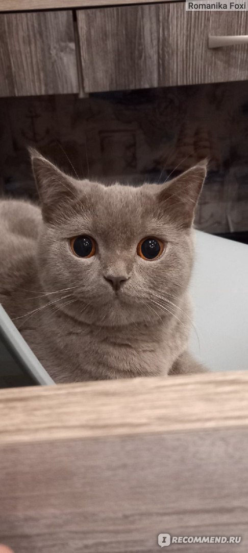 Корм для кошек Lapka С индейкой в соусе фото