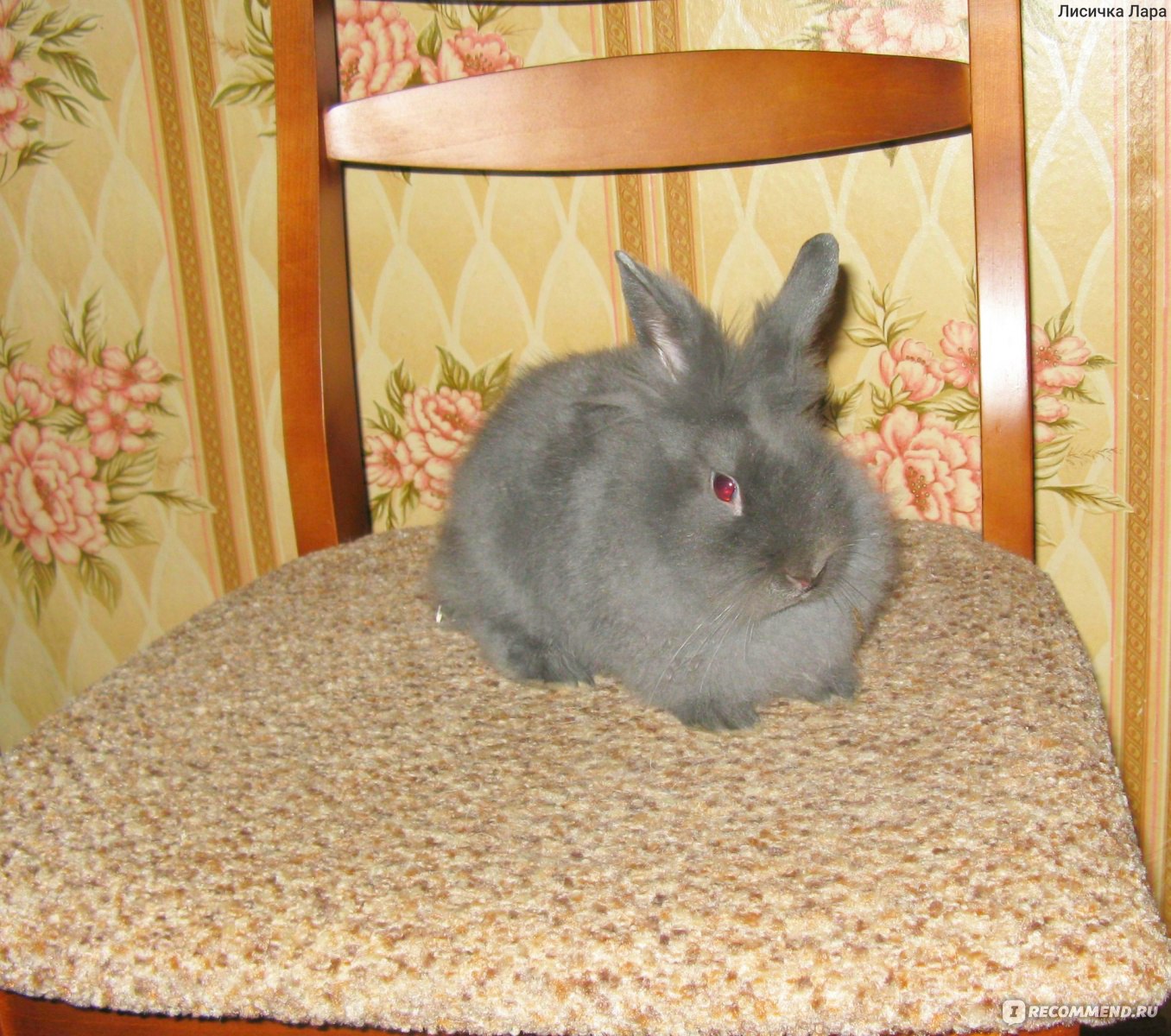Серый декоративный кролик фото