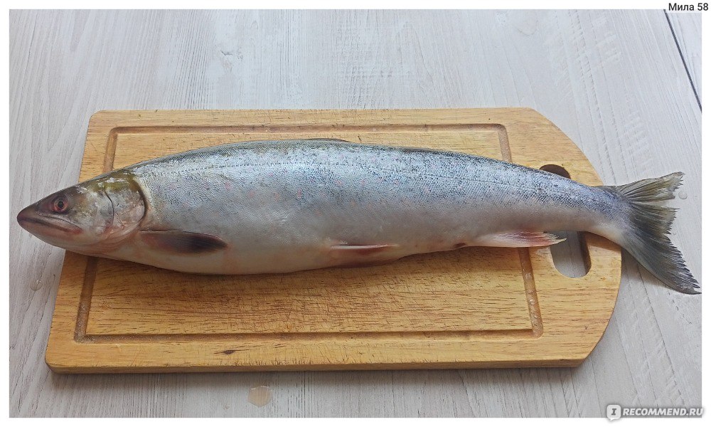 Голец камчатский: что это за рыба и как ее готовить