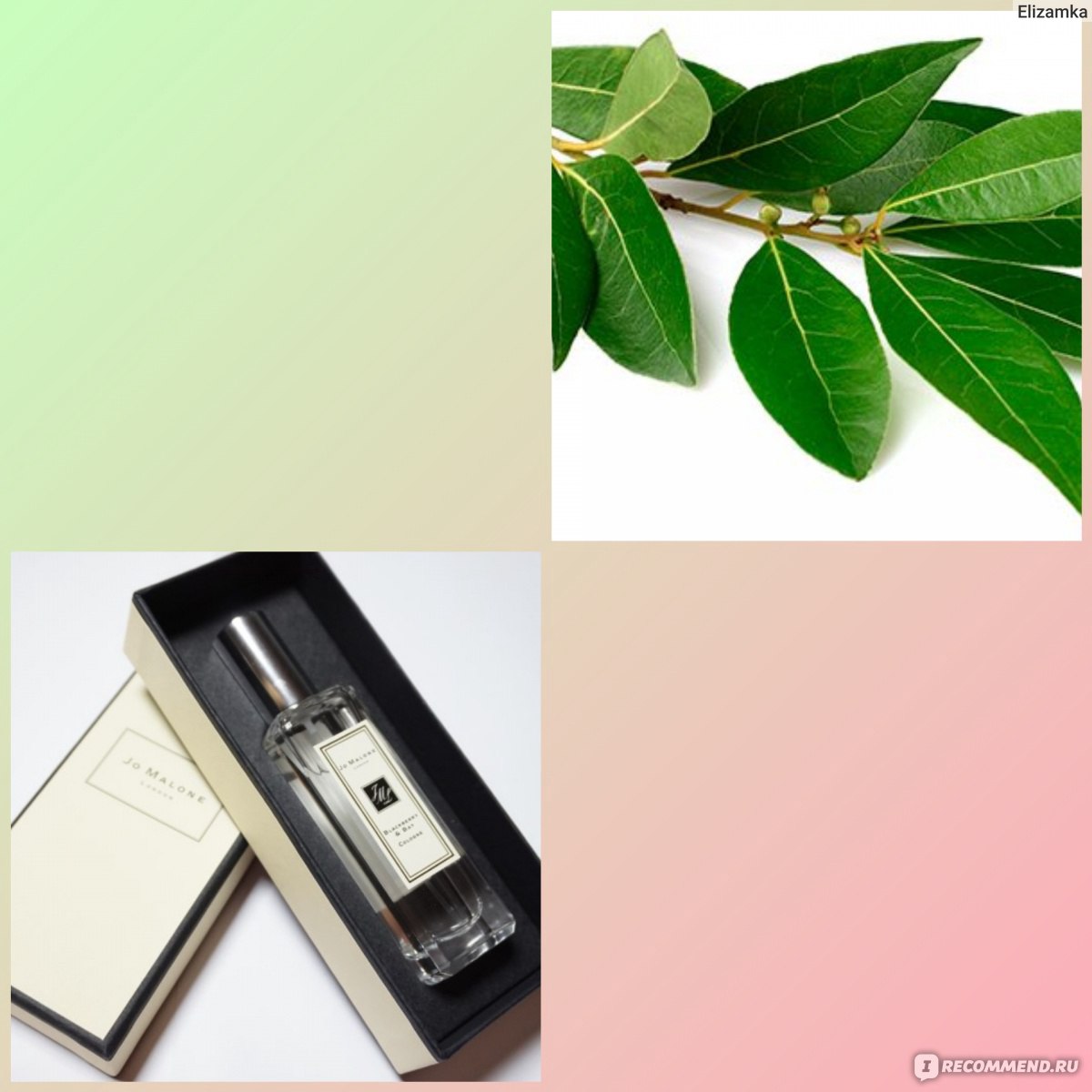 Blackberry bay отзывы. Jo Malone BLACKBERRY & Bay 25 мл. Jo Malone BLACKBERRY Bay Cologne. Jo Malone BLACKBERRY Bay. Юнги.