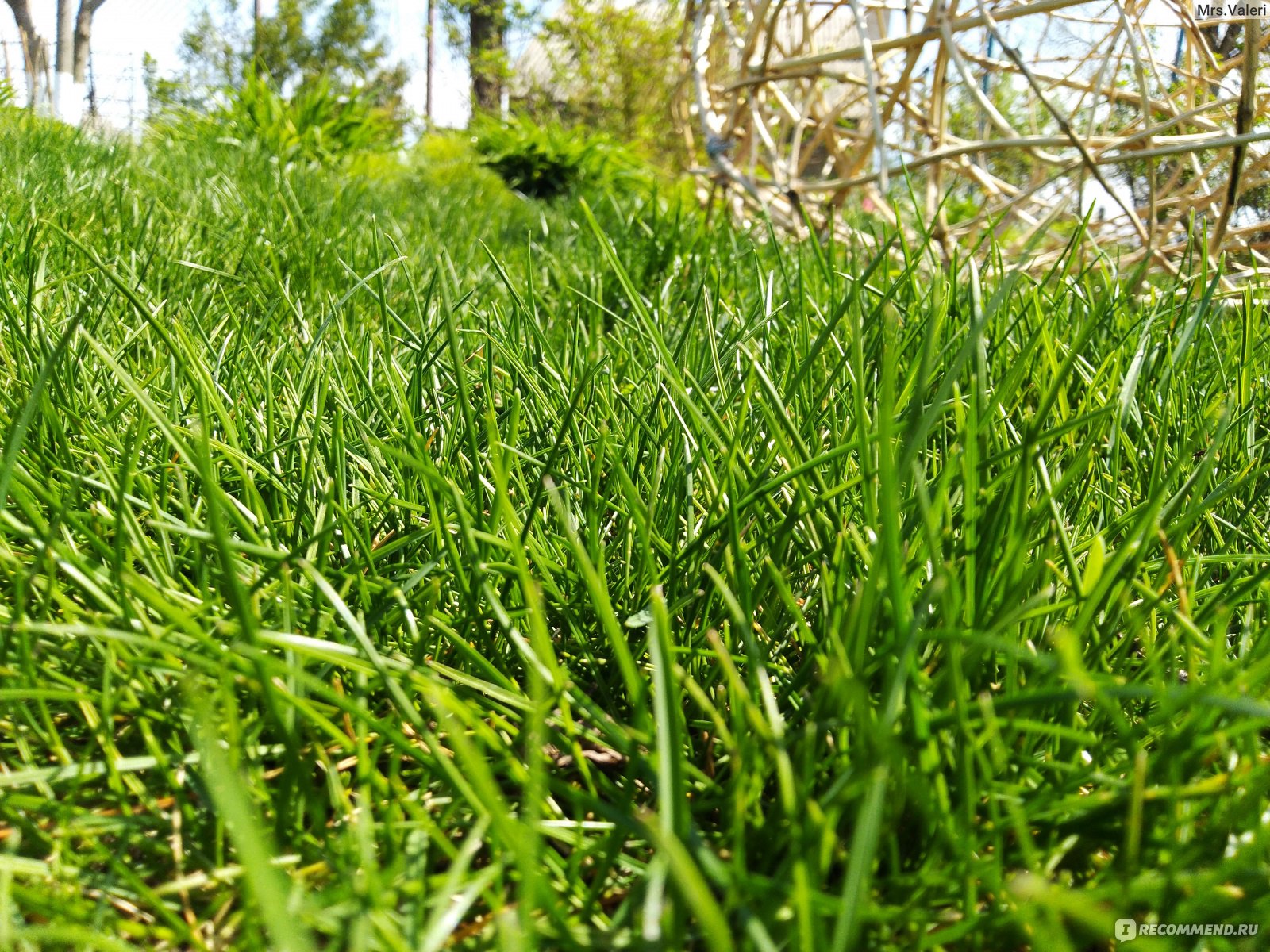 Трава овсяница для газона фото и описание