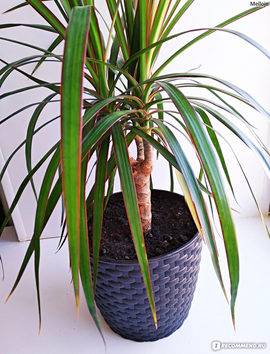 Драцена Dracaena marginata - «Моя 