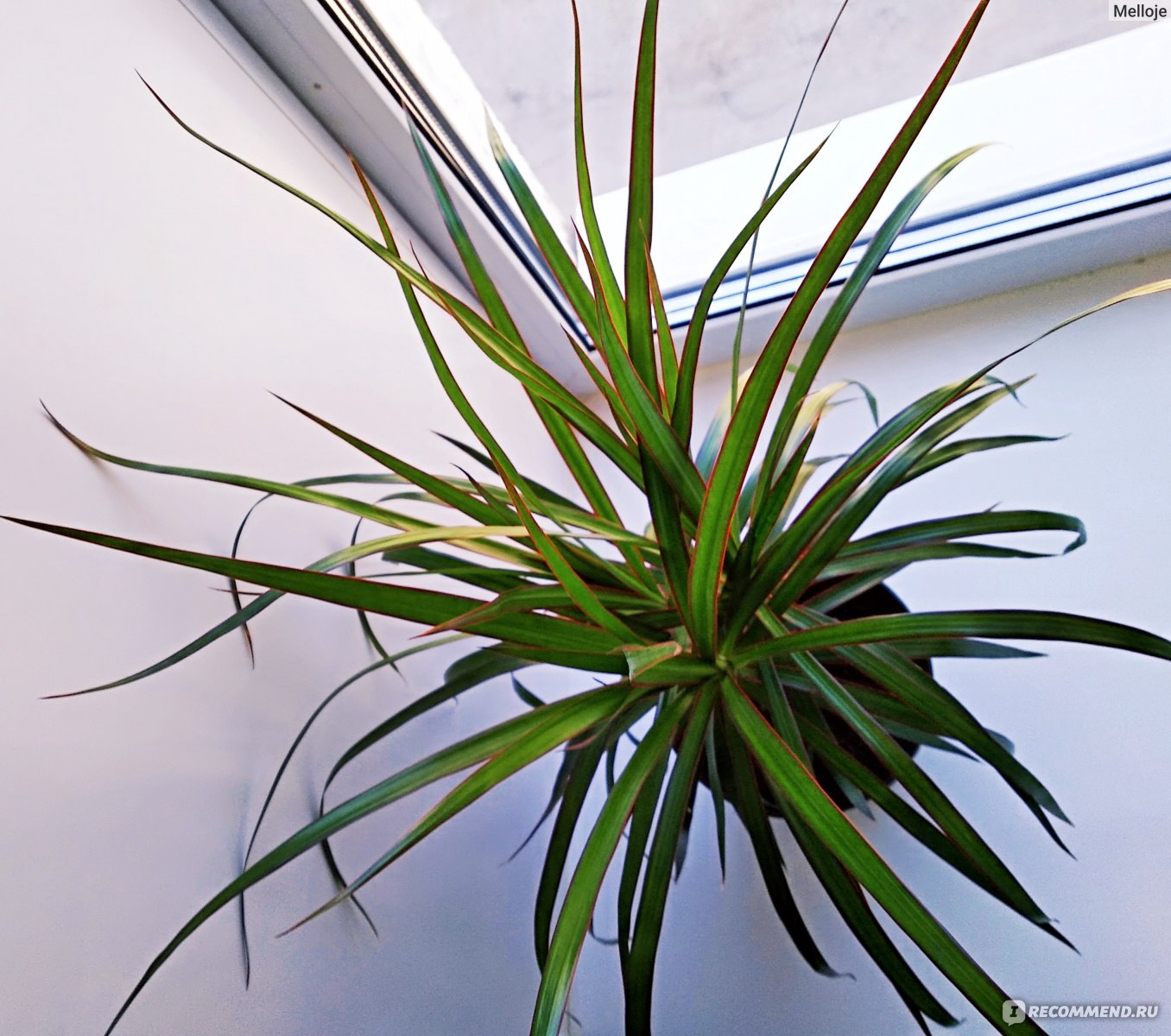 Драцена Dracaena marginata - «Моя 