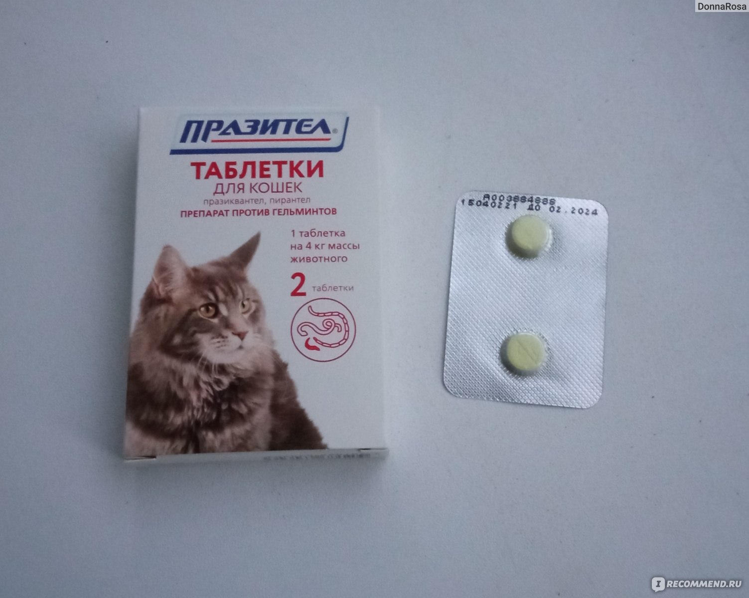 Таблетки чтобы проглистогонить кошку