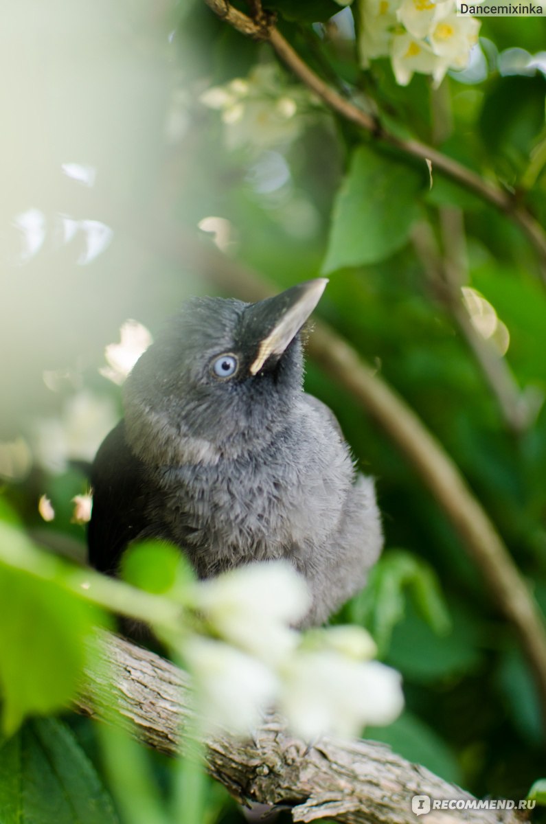 Галка (Corvus monedula) - «Моя идеальная птица. Опыт содержания галки в  домашних условиях, очень много фото. » | отзывы