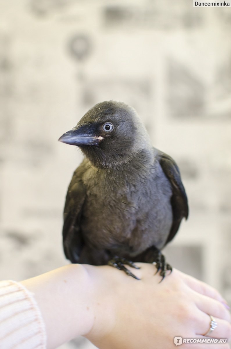 “Моя жизнь – это птицы”: история любительницы пернатых
