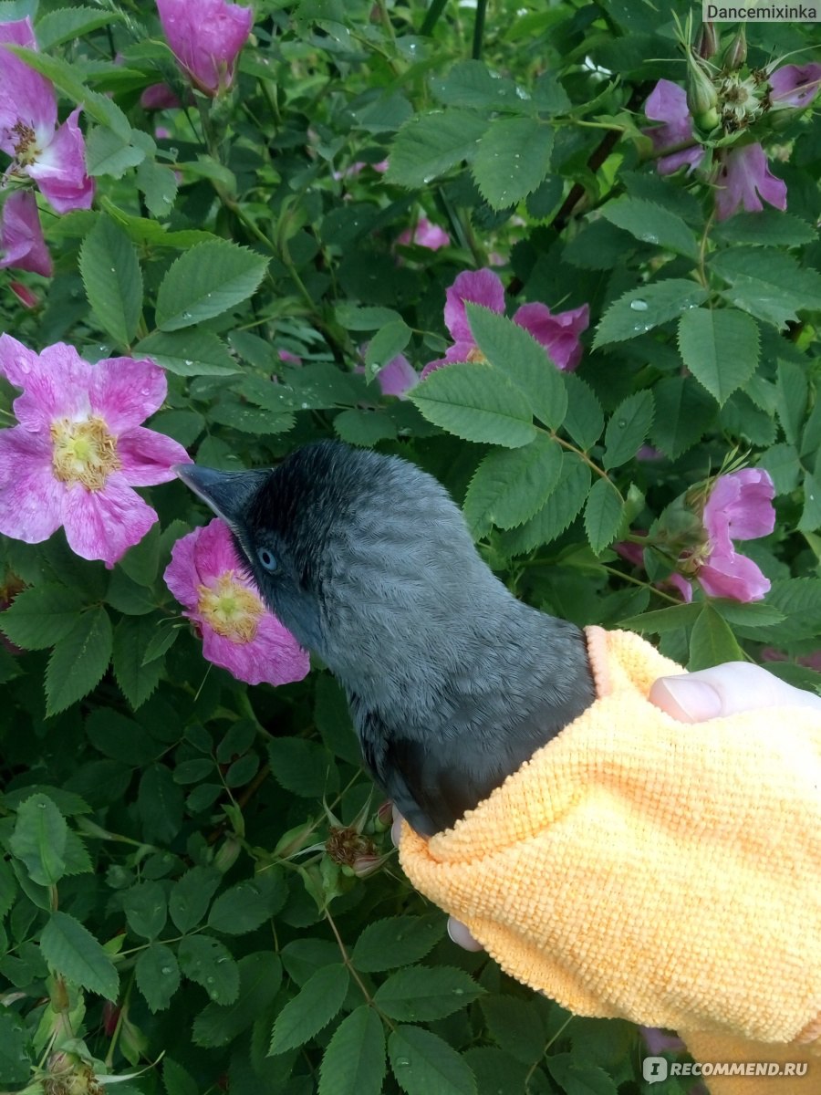 Галка (Corvus monedula) - «Моя идеальная птица. Опыт содержания галки в  домашних условиях, очень много фото. » | отзывы