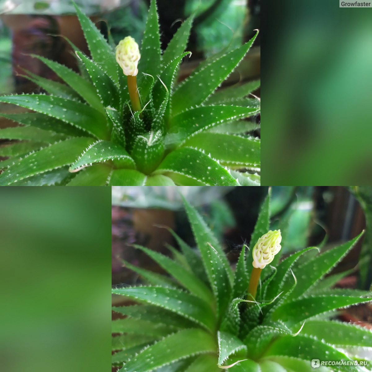 Алоэ остистое (Aloe aristata) - «Цветение остистого алоэ. ФОТО каждой фазы  этого волшебного процесса. Размножение, пересадка и уход за неприхотливым  зеленым ежиком.» | отзывы