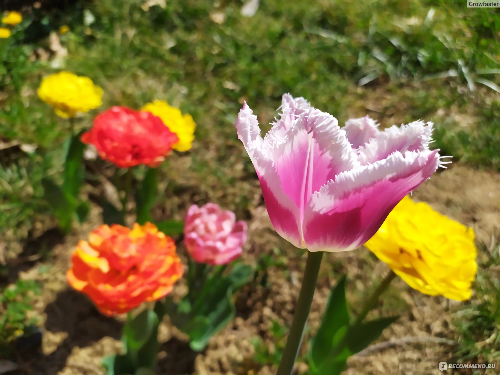 Тюльпан (Tulipa) - «Тюльпан - яркий весенний антидепрессант. ФОТО моей  разноцветной коллекции. » | отзывы