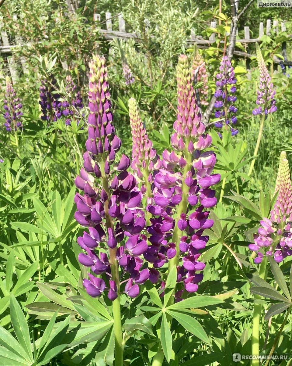 Люпин многолистный ( Lupinus polyphyllus ) - «Красивый, полезный СОРНЯК » |  отзывы