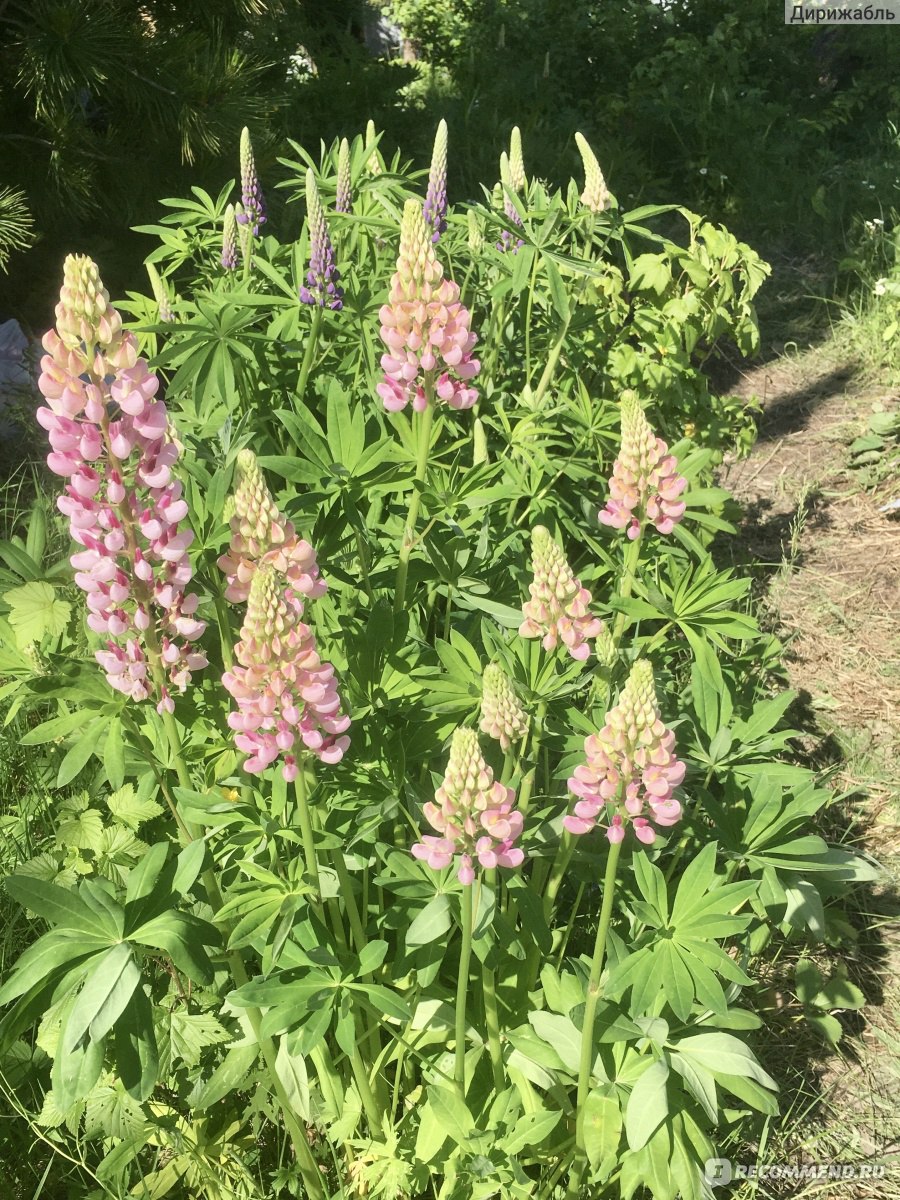 Люпин многолистный ( Lupinus polyphyllus ) - «Красивый, полезный СОРНЯК » |  отзывы