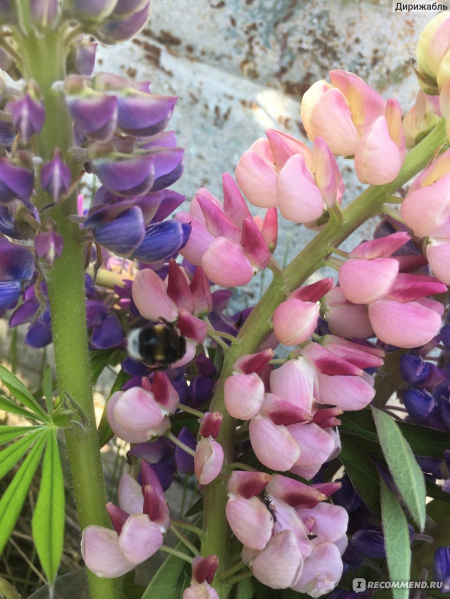 Люпин многолистный ( Lupinus polyphyllus ) - «Красивый, полезный СОРНЯК » |  отзывы